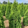 Skybound Arborvitae