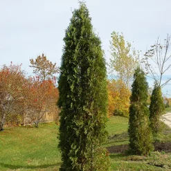 Skybound Arborvitae -The Tree Center Skybound Arborvitae 3 copy jpg