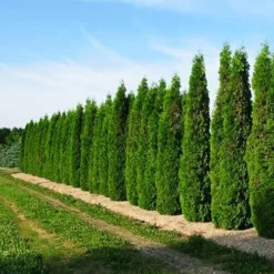 Skybound Arborvitae -The Tree Center Skybound Arborvitae 4 copy jpg