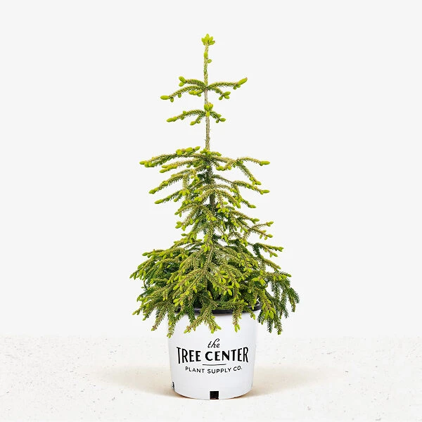 Skylands Oriental Spruce 1 Skylands Oriental Spruce