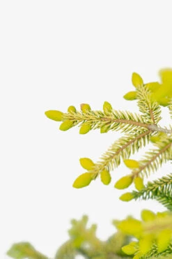 Skylands Oriental Spruce 9 Skylands Oriental Spruce -The Tree Center Skylands Oriental Spruce 3G 04 copy 600x900 1