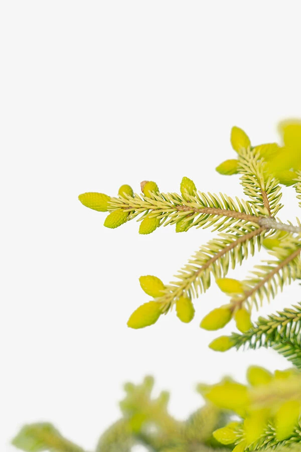 Skylands Oriental Spruce 5 Skylands Oriental Spruce - Image 5