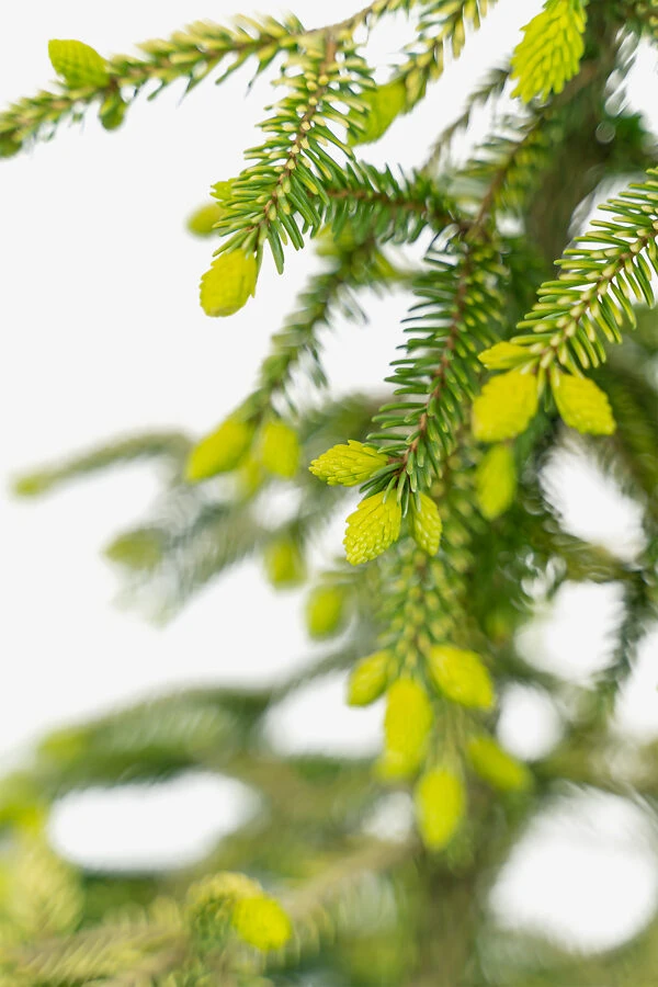 Skylands Oriental Spruce 4 Skylands Oriental Spruce - Image 4