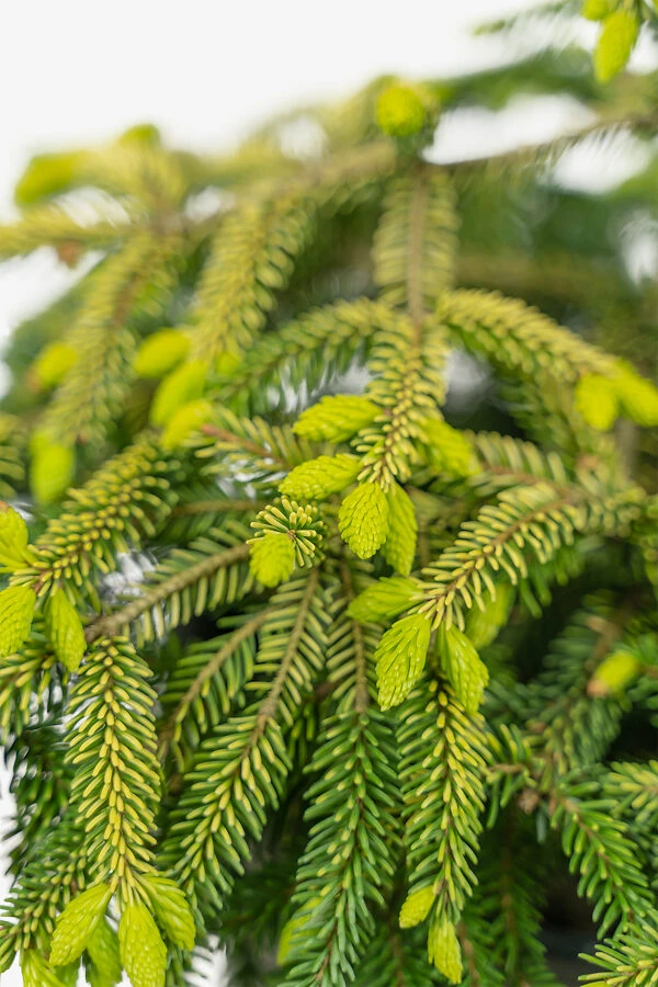 Skylands Oriental Spruce 2 Skylands Oriental Spruce - Image 2
