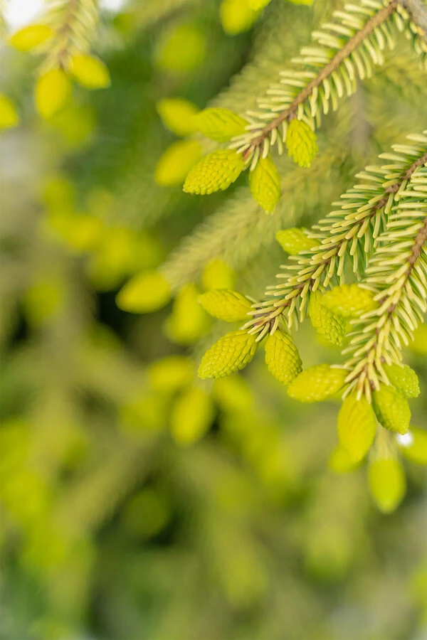 Skylands Oriental Spruce 3 Skylands Oriental Spruce - Image 3