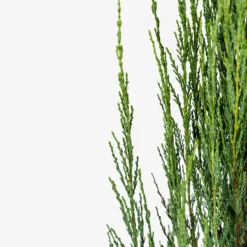 Skyrocket Juniper -The Tree Center Skyrocket Juniper 3G 02 copy 600x600 1