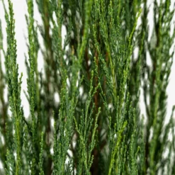 Skyrocket Juniper -The Tree Center Skyrocket Juniper 3G 03 copy 600x600 1