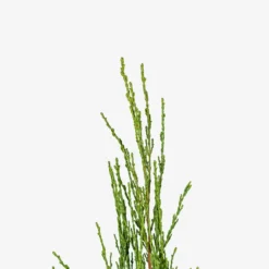 Skyrocket Juniper -The Tree Center Skyrocket Juniper 3G 05 copy 600x600 1