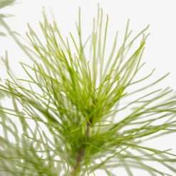 Slash Pine -The Tree Center Slash Pine 5G 02 600x600 1