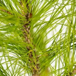 Slash Pine -The Tree Center Slash Pine 5G 05 600x600 1