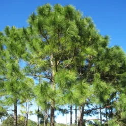 Slash Pine -The Tree Center Slash Pine Tree 1 copy jpg webp
