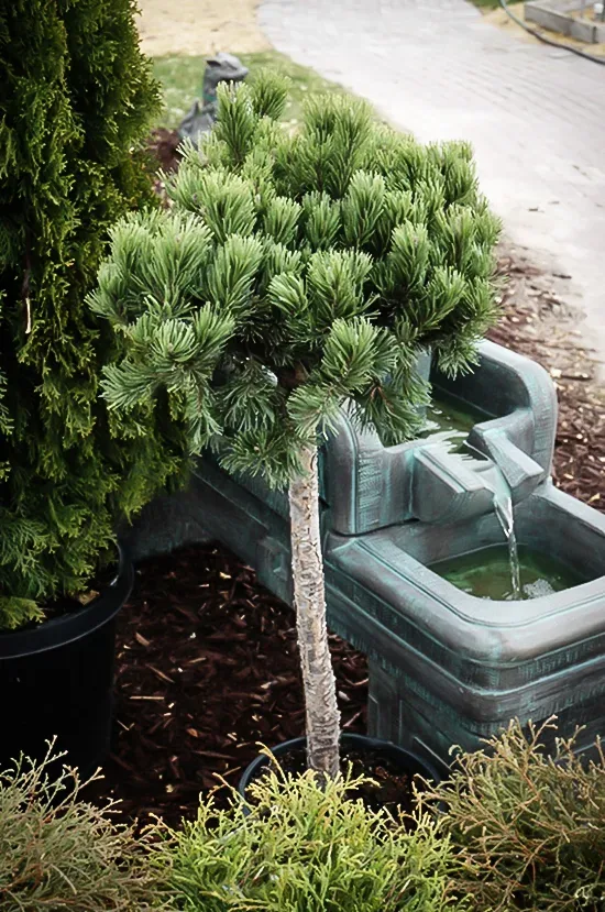Slowmound Mugo Pine - Tree Form 3 Slowmound Mugo Pine - Tree Form - Image 3