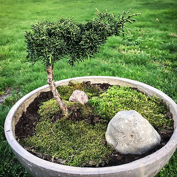Slowmound Mugo Pine - Tree Form 2 Slowmound Mugo Pine - Tree Form - Image 2