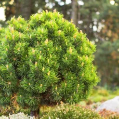 Slowmound Mugo Pine -The Tree Center Slowmound Mugo Pine 3 copy jpg
