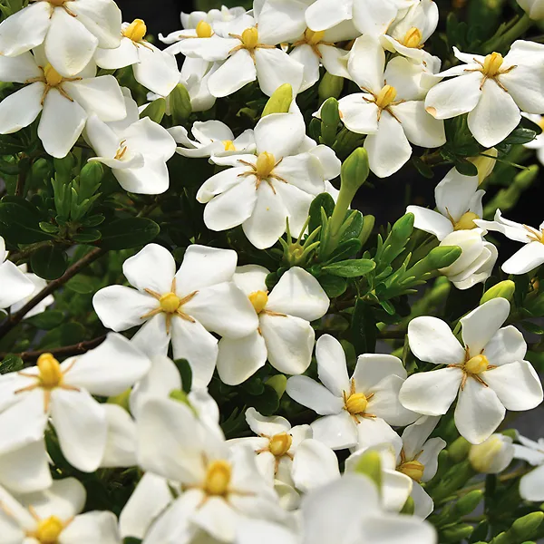 Snow Girl™ Gardenia 1 Snow Girl™ Gardenia