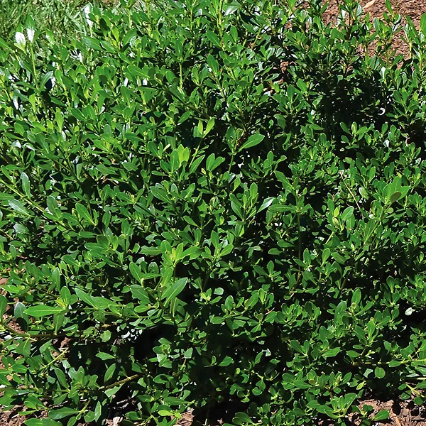 Snow Girl™ Gardenia 2 Snow Girl™ Gardenia - Image 2