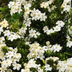 Snow Girl™ Gardenia 5 Snow Girl™ Gardenia -The Tree Center Snow Girl Gardenia 3 copy 600x600 1