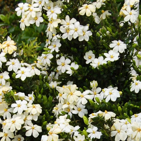 Snow Girl™ Gardenia 3 Snow Girl™ Gardenia - Image 3