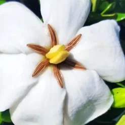 Snow Globe Gardenia -The Tree Center Snow Globe Gardenia 3 copy jpg webp