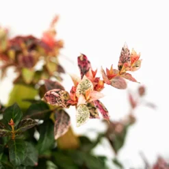 Snow-N-Summer Asiatic Jasmine -The Tree Center Snow N Summer Asiatic Jasmine Christmass Tree Espalier 2G 03 600x600 1