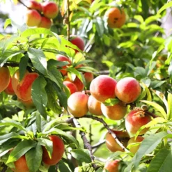 Snowbrite White Peach Tree -The Tree Center Snowbrite White Peach Tree 3 jpg webp