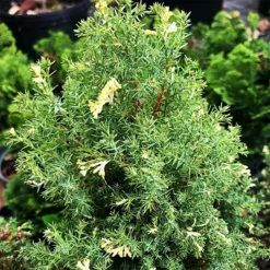 Snowflake Hinoki Cypress -The Tree Center Snowflake Hinoki Cypress 1 copy jpg