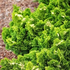 Snowflake Hinoki Cypress -The Tree Center Snowflake Hinoki Cypress 3 copy jpg