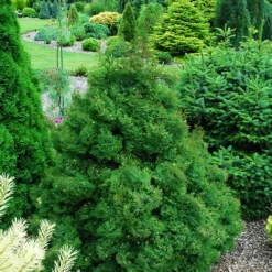 Snowflake Hinoki Cypress