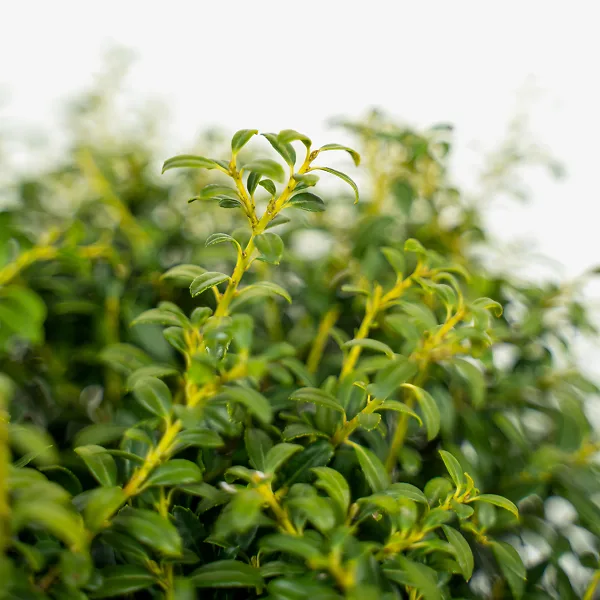 Soft Touch Holly 1 Soft Touch Holly