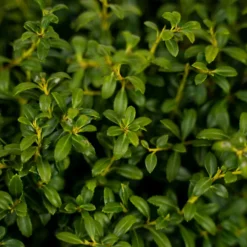 Soft Touch Holly 6 Soft Touch Holly -The Tree Center Soft Touch Holly 3G 03 1 600x600 1