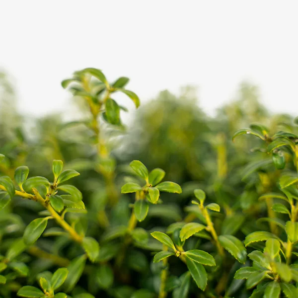 Soft Touch Holly 2 Soft Touch Holly - Image 2