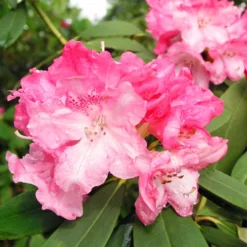 Solidarity Rhododendron -The Tree Center Solidarity Rhododendron 1 copy jpg