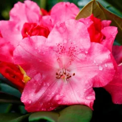 Solidarity Rhododendron -The Tree Center Solidarity Rhododendron 3 copy jpg