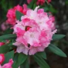 Solidarity Rhododendron