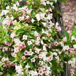 Sonic Bloom® Pearl Weigela -The Tree Center Sonic Bloom Pearl Weigela 1 copy 1 jpg
