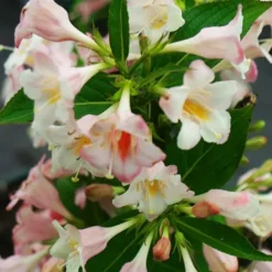 Sonic Bloom® Pearl Weigela -The Tree Center Sonic Bloom Pearl Weigela 3 copy jpg webp