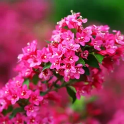 Sonic Bloom® Pink Weigela -The Tree Center Sonic Bloom Pink Weigela 2 copy jpg webp