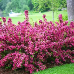 Sonic Bloom® Pink Weigela -The Tree Center Sonic Bloom Pink Weigela 3 copy jpg webp