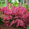 Sonic Bloom® Pink Weigela