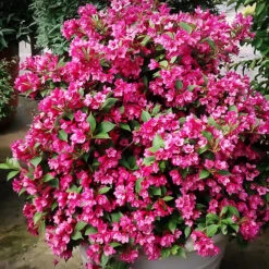 Sonic Bloom® Red Weigela -The Tree Center Sonic Bloom Weigela 3 copy 600x600 1