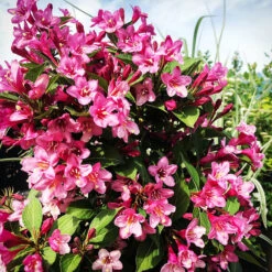 Sonic Bloom® Red Weigela -The Tree Center Sonic Bloom Weigela 4 copy 600x600 1