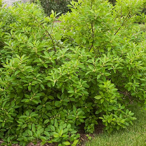 Southern Gentleman Winterberry Holly 2 Southern Gentleman Winterberry Holly - Image 2