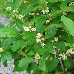 Southern Gentleman Winterberry Holly 6 Southern Gentleman Winterberry Holly -The Tree Center Southern Gentleman Winterberry Holly 2 copy jpg