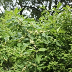 Southern Gentleman Winterberry Holly 7 Southern Gentleman Winterberry Holly -The Tree Center Southern Gentleman Winterberry Holly 3 copy jpg