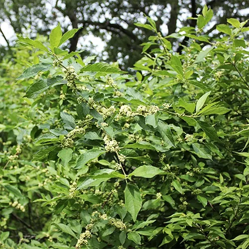 Southern Gentleman Winterberry Holly 4 Southern Gentleman Winterberry Holly - Image 4