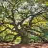 Southern Live Oak Tree