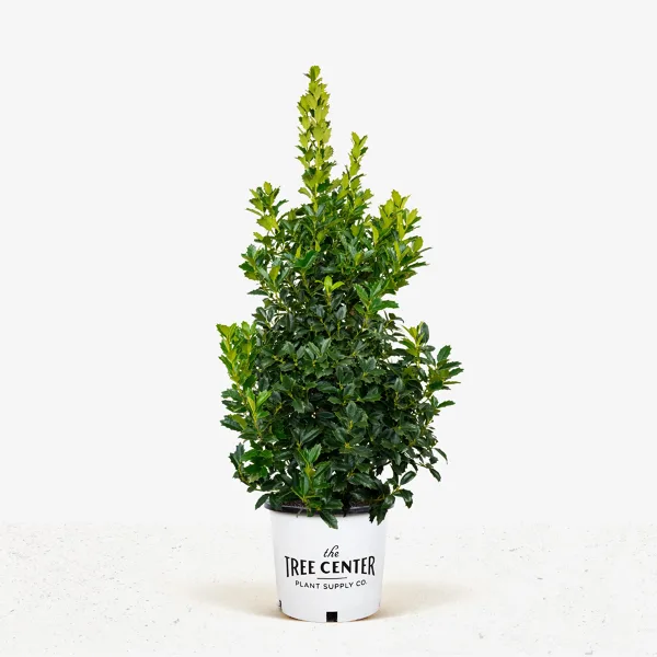 Southern Living Oakland Holly Tree 1 Southern Living Oakland Holly Tree