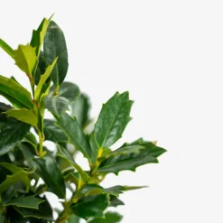 Southern Living Oakland Holly Tree 9 Southern Living Oakland Holly Tree -The Tree Center Southern Living Oakland Holly Tree 7G 02 600x600 1