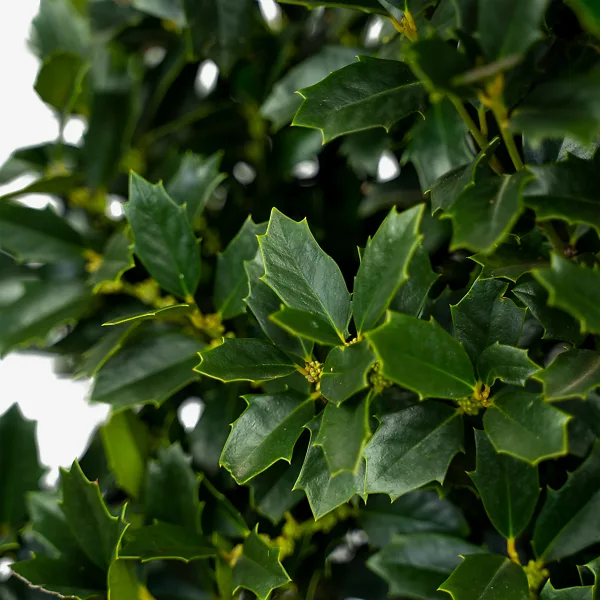 Southern Living Oakland Holly Tree 2 Southern Living Oakland Holly Tree - Image 2