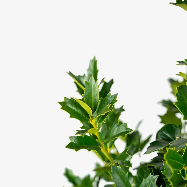 Southern Living Oakland Holly Tree 3 Southern Living Oakland Holly Tree - Image 3